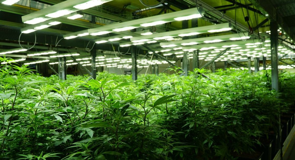 California Cannabis Cultivators Are Now Eligible for Farmer-Friendly ...