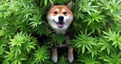 1566455809043_Cannabis-for-dogs.jpg