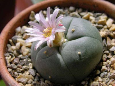 So, What Is Peyote and What Are the Effects of This Drug?