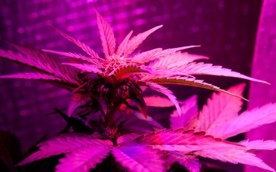 1571169684027_leafly-buyers-guide-to-indoor-cannabis-grow-tents.jpg
