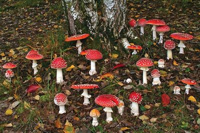 1574201532864_amanita-muscaria-mushrooms.jpg