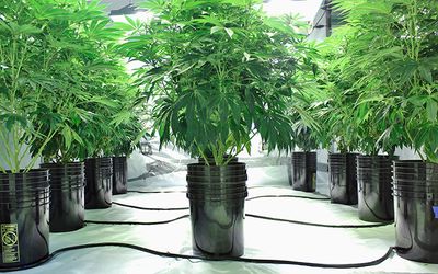 1592508089774_how-to-use-hydroponic-growing-systems-for-marijuana-leafly.jpg