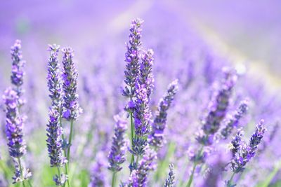 1592942310893_lavender-blossom.jpg
