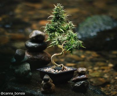 These Are The Chillest Cannabis Bonsai Trees In The World