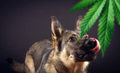 1618603896821_03-honest-paws-cbd-oil-dog-marijuana-weed-merry-jane.jpg
