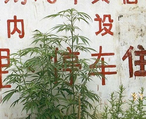 photo of Cannabis Was First Domesticated in East Asia 12,000 Years Ago, New Study Finds image